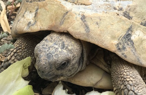 Methamis House | Hamlet house with garden overlooking the Ventoux
