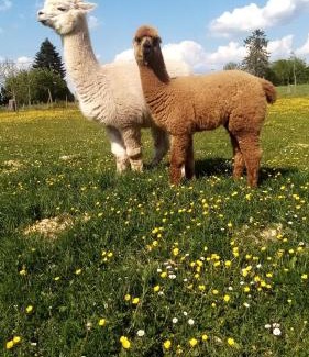 Auw bei Prum Apartment | Herzfennerhof 2