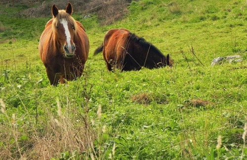 Parres Municipality Apartment | Homerez - Mountain View Apartment in Llanes 30 m²
