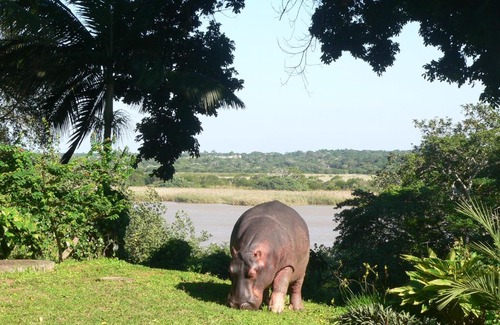 St. Lucia House | Hooked on 6 Fish Eagles