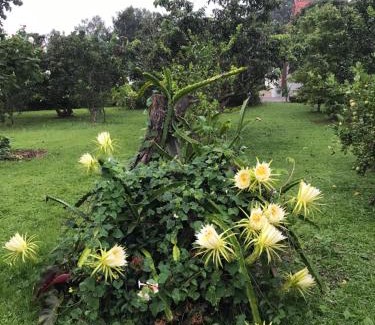 Wiang Chai House | House of Garden