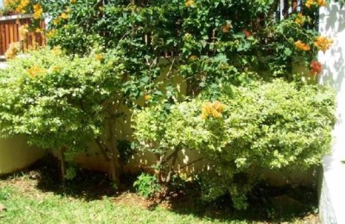 Camp Bestel Villa | House/Villa - Pointe aux Piments for rent - half-board