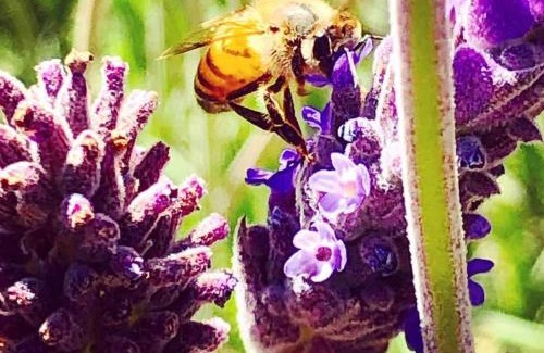 Coya House | House with splendid views - Valle Sagrado