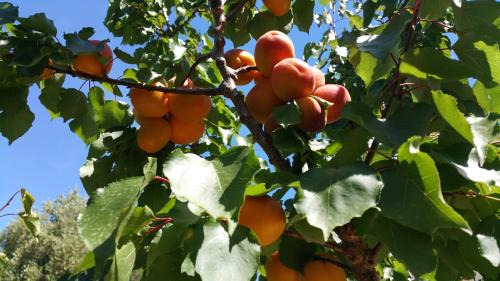 Chiesiola House | I Gerani