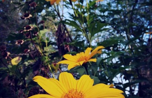 Ferrurgunj Resort | Ixzire Port Blair Resort