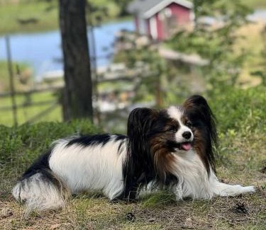 Plavniekkalns Other | Jahbazaar Camping Jūrmala