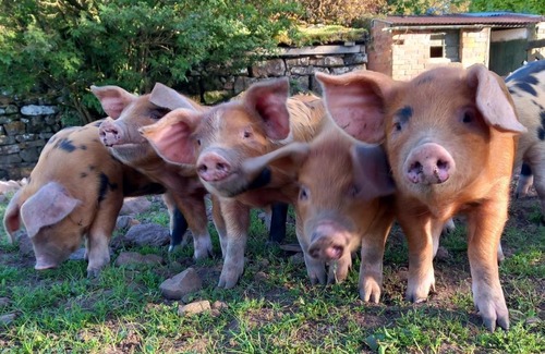 Penrith Bed & Breakfast | Johnby Hall