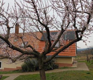 Tapolca Apartment | Kéknefelejcs Vendégház