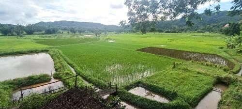 Mueang Pan Other | Kaewma farmstay