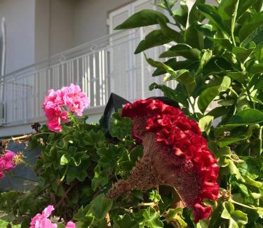 Paralia Vergas Apartment | KALIMERA Suite Kalamata