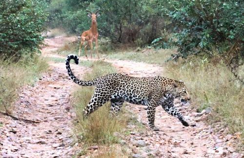 Maruleng Cabin | Karongwe- Shiduli Safari Lodge