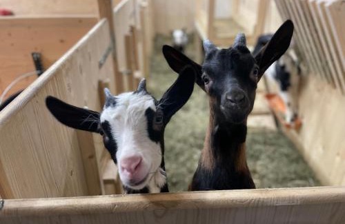 Taxenbach Apartment | Kitzlochklammblick Hof