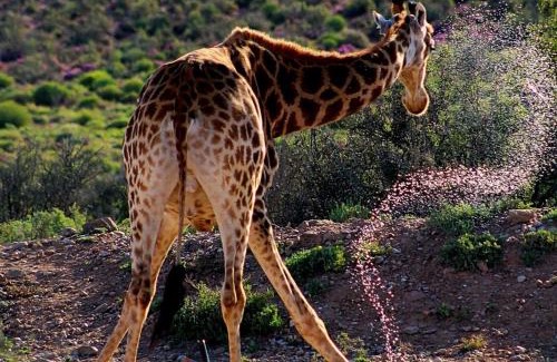 De Hoop Cabin | Klein Karoo Game Lodge