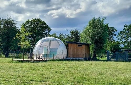 Herry Other | La Bulle des alpagas