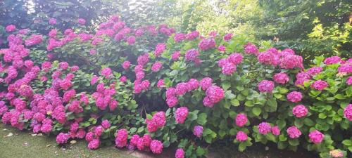 Buguggiate Bed & Breakfast | "La Selvetta" bed and breakfast
