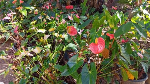 Kumbalwela House | Lakmini Guest Ella