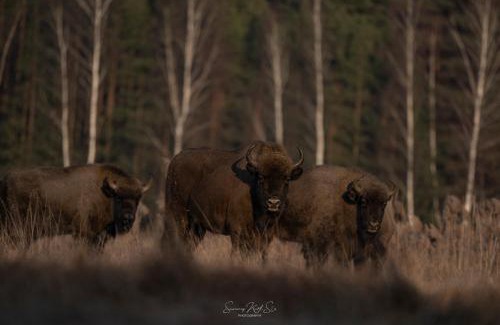 Bialowieza House | Leśny domek