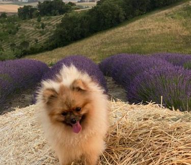 Orciano Pisano House | Le case della baracchina