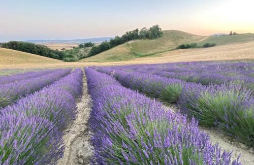 Orciano Pisano House | Le case della baracchina