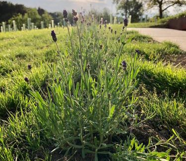 Sebersdorf Apartment | Lind Fruchtreich