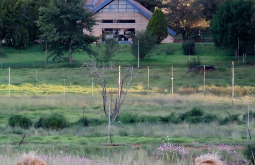 Harrismith House | Lion Lodge @ggconservation