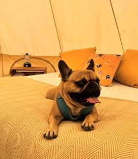 Church Minshull Other | Luxury Glamping Bell Tent - Cheshire Countryside