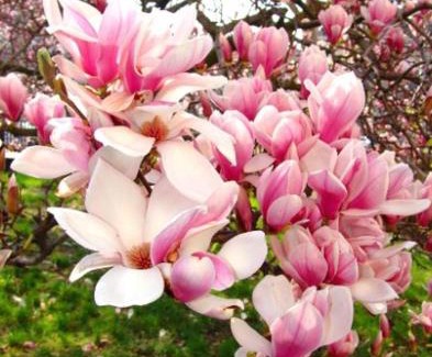 Sarvar Apartment | Magnólia Apartman