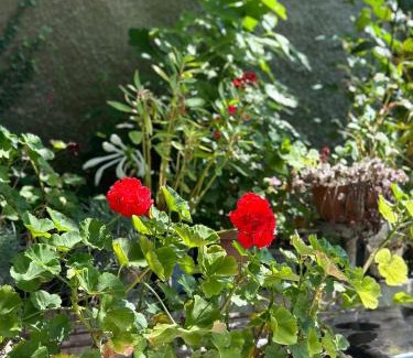 Mirzaani House | Mango guest house