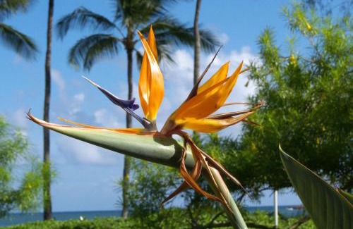 Koloa House | Manualoha 303