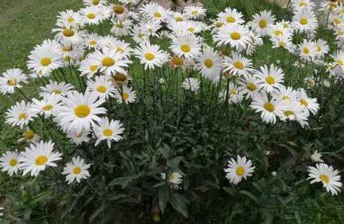 Yablunytsya House | Marichka