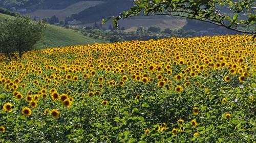 Caldarola Bed & Breakfast | Mazzamurello