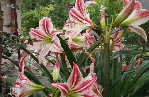 Ayder Apartment | Merzevilla Apart