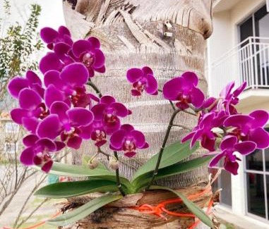 Sahy Apartment | Meu Aconchego