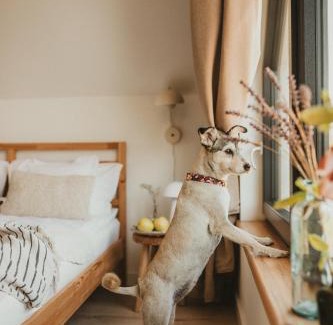 Gizycko House | Między lasem, polem a jeziorem - domek na Mazurach