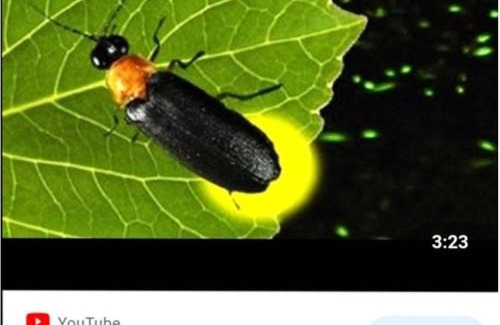 Sanyi House | Miaoli Sanyi Bo Wu Guan Homestay