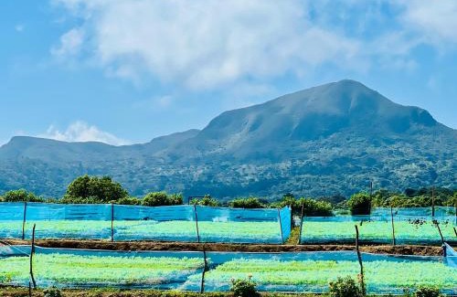 Nuwara Eliya House | Mist haven villa Only for the Local Guests