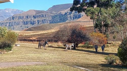 Cathkin Park House | Misty peaks Cloudlands