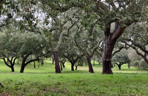 Bajolo Bed & Breakfast | Monte do Roque
