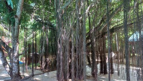 Mahasenpura Bed & Breakfast | My Village
