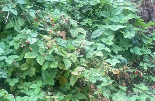 Groebming Ski Chalet | MyHolzhaus - zum Wohlfühlen