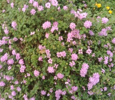 Anachal House | New Serene Mountains Munnar