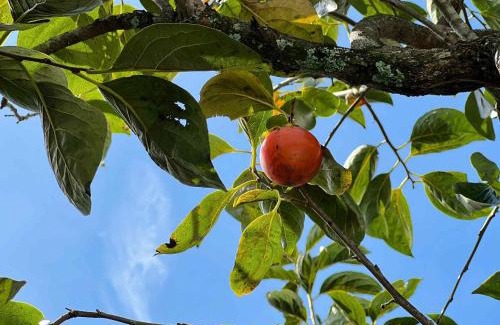 Da Lat Cabin | Nhà Ngoại Ô