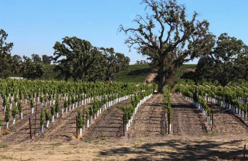 Cayucos House | Oceanfront Delight