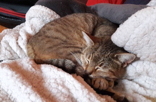 Le Val-d'Ajol House | Old forge from 1904