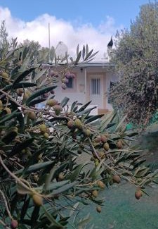 Azokeramos Apartment | Olive metohi return to nature