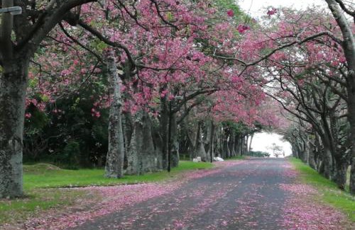 uMhlathuze Apartment | Palm Tree Cottage Felixton