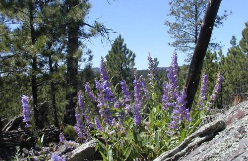 Custer Apartment | Pancho's Hideout