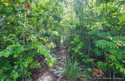 Deshaies Cottage | Paradise Bay Cozy studio by the sea with pool