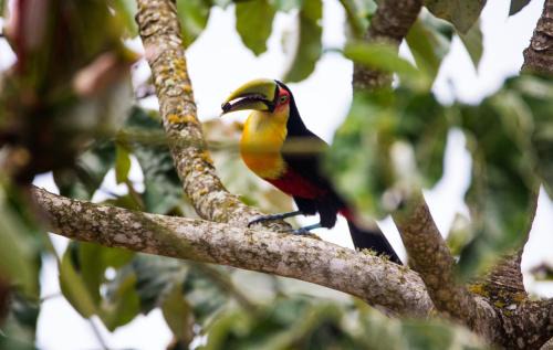 Torres Ski Chalet | Paradouro Monã