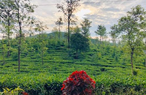 Mananthavady Resort | Parisons Plantation Experiences by Abad